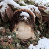 狸の雪化粧