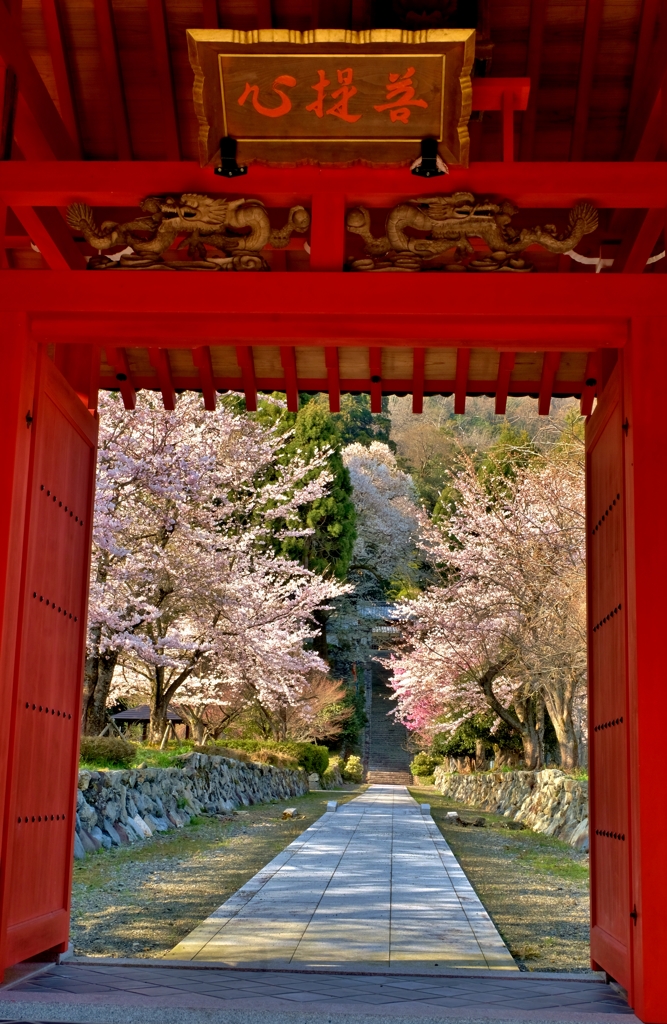 額縁参道桜