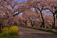 桜トンネル