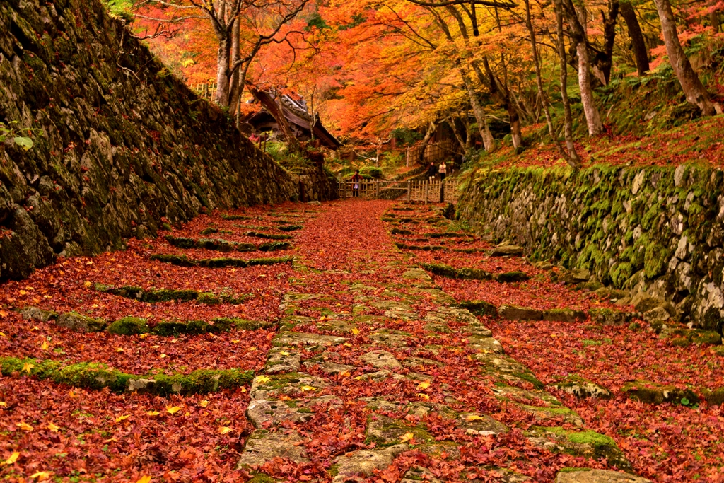 落葉紅葉
