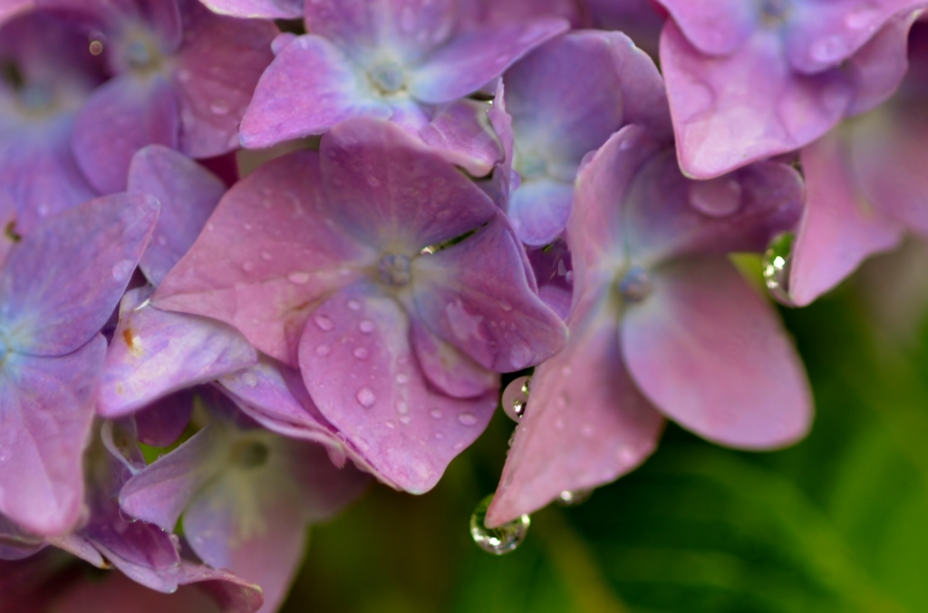 紫陽花の微処