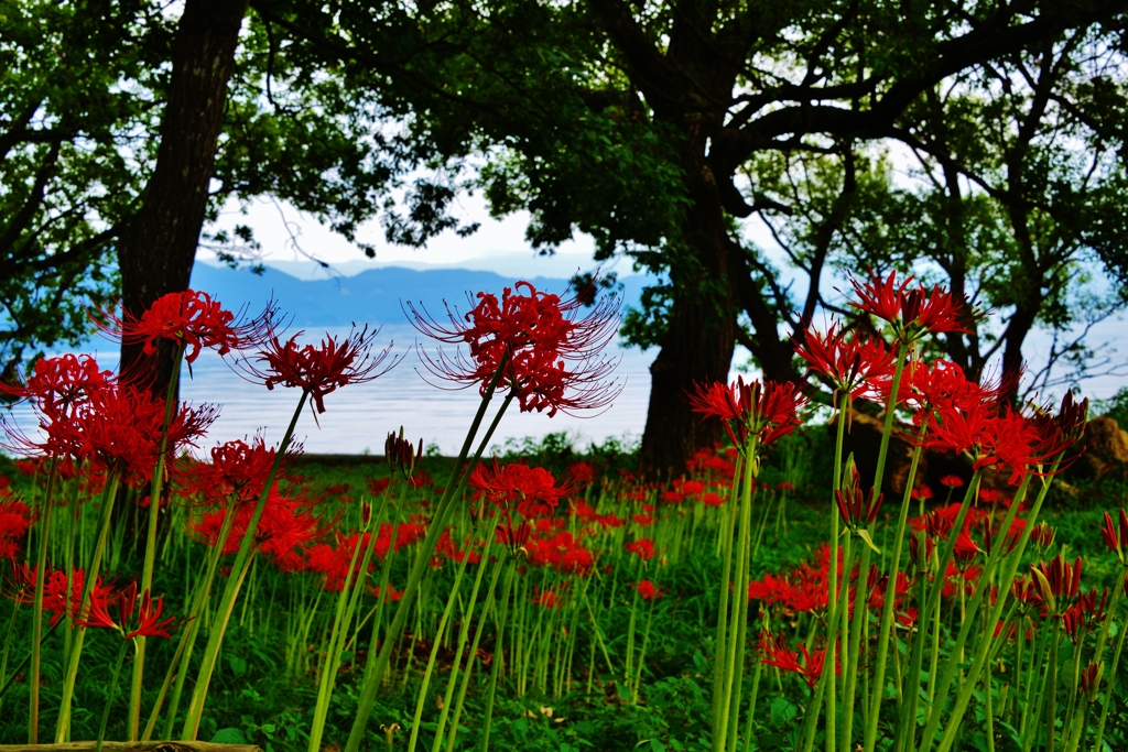 琵琶湖湖岸・桂浜園地の彼岸花