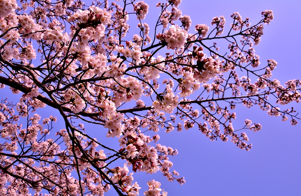 桜花咲く