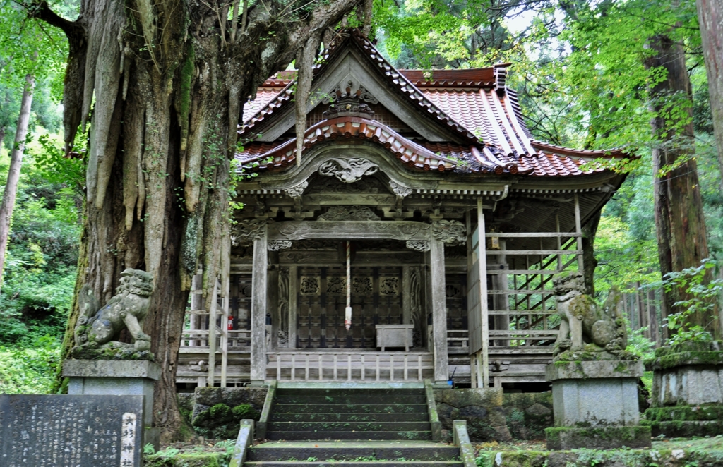 大杉神社と大公孫樹