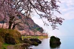 日本さくら名所100選　海津大崎の桜