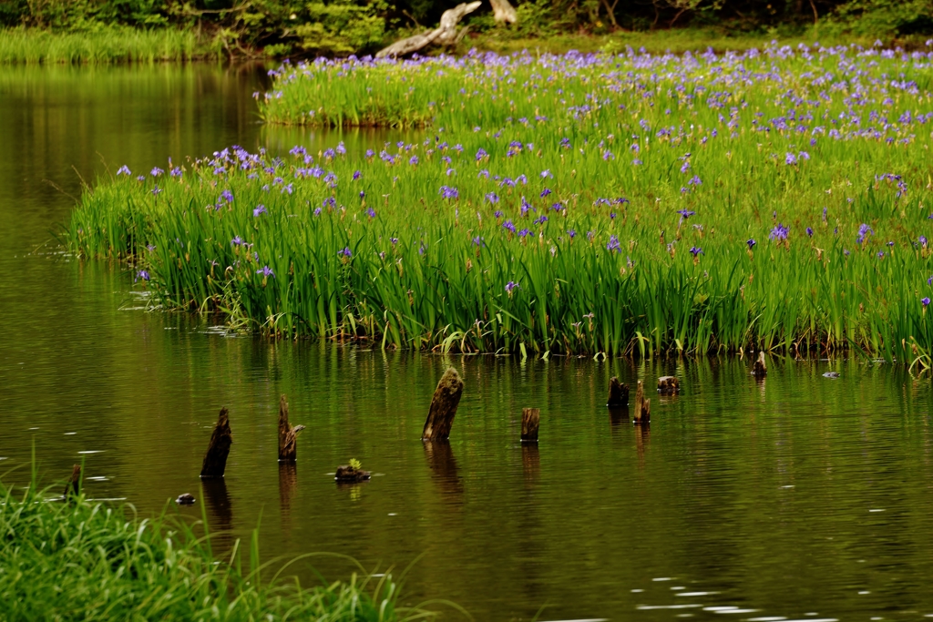 平池のカキツバタ　4