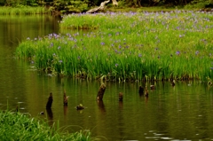 平池のカキツバタ　4