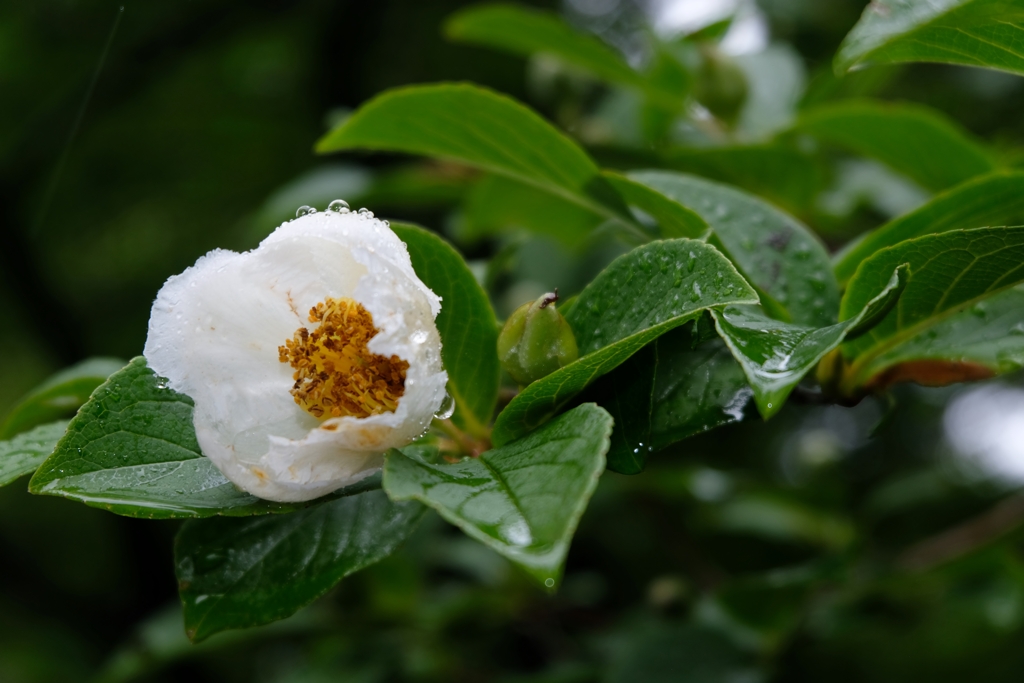 梅雨の夏椿