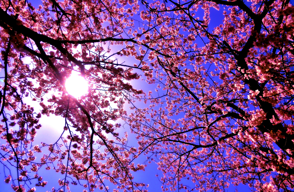 青空の桜