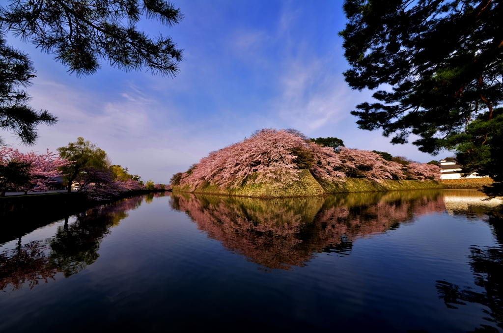 彦根城濠桜