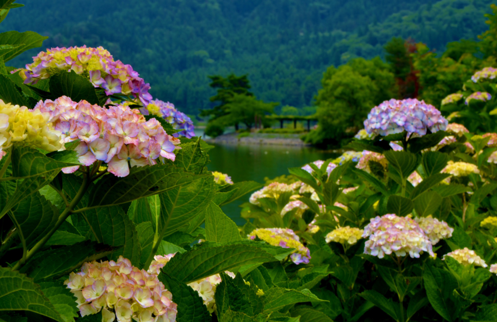 紫陽花の水辺