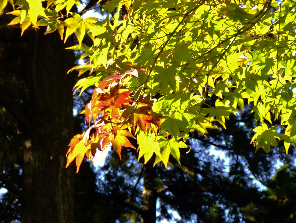 紅さす