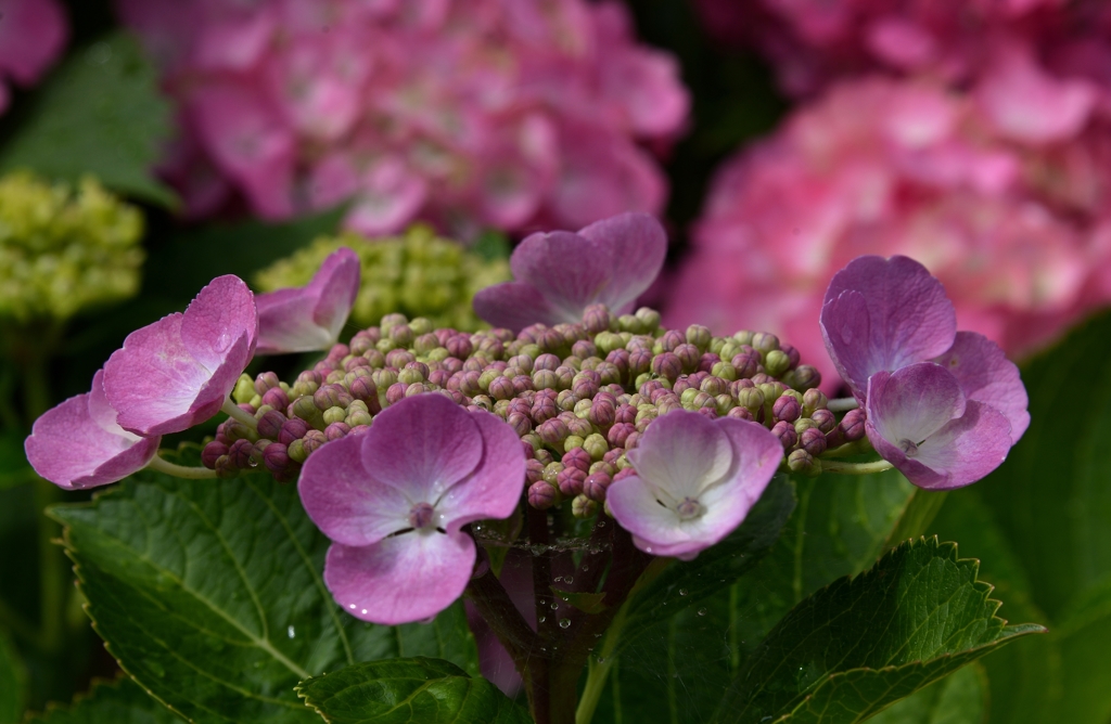 我が家の花　紫陽花　Ⅵ