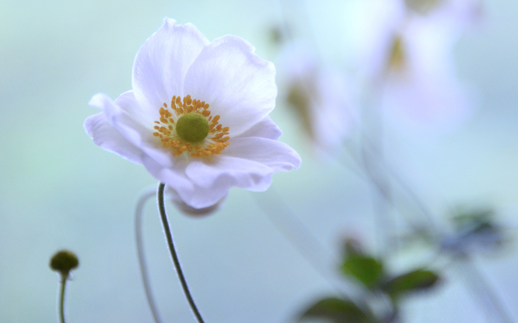 我が家の花　秋明菊