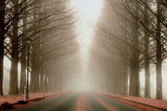 霧の中・メタセコイア並木道