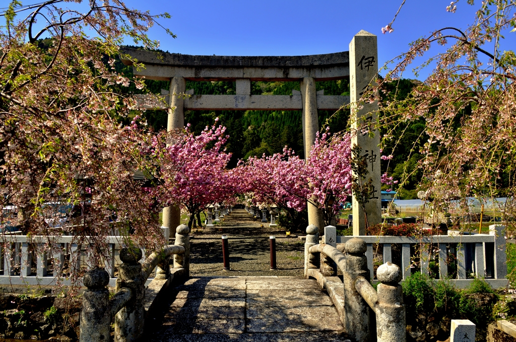 伊香具神社鳥居桜