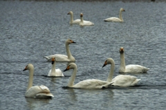 Swan meeting