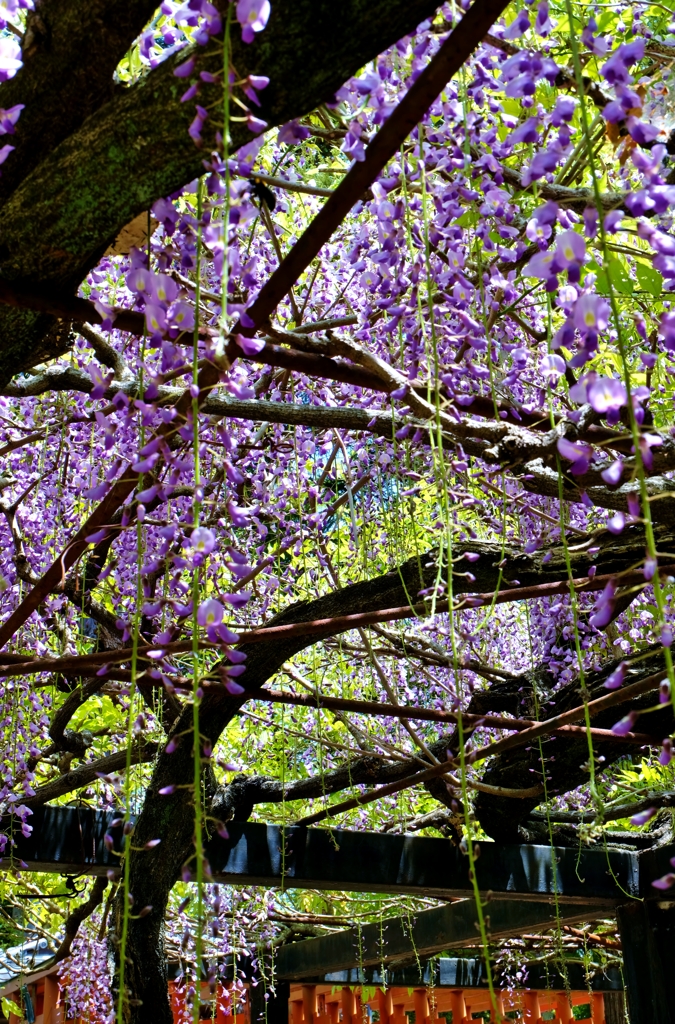 Wisteria flowers