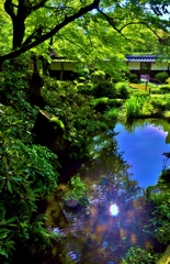 新緑の金剛輪寺明寿院庭園