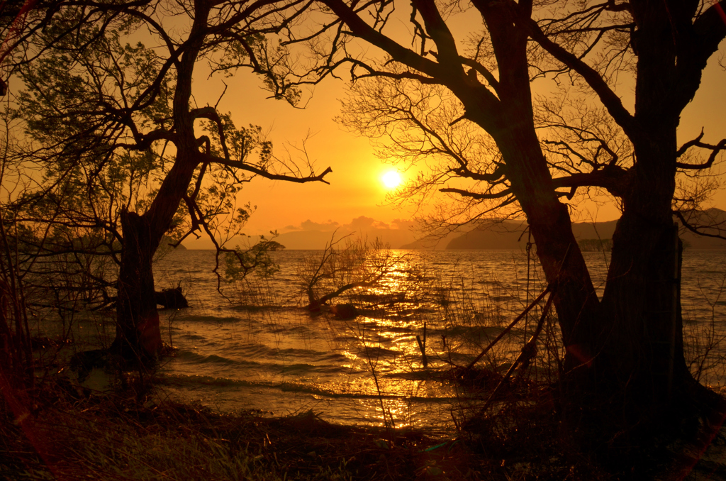 Sunset of the tree between