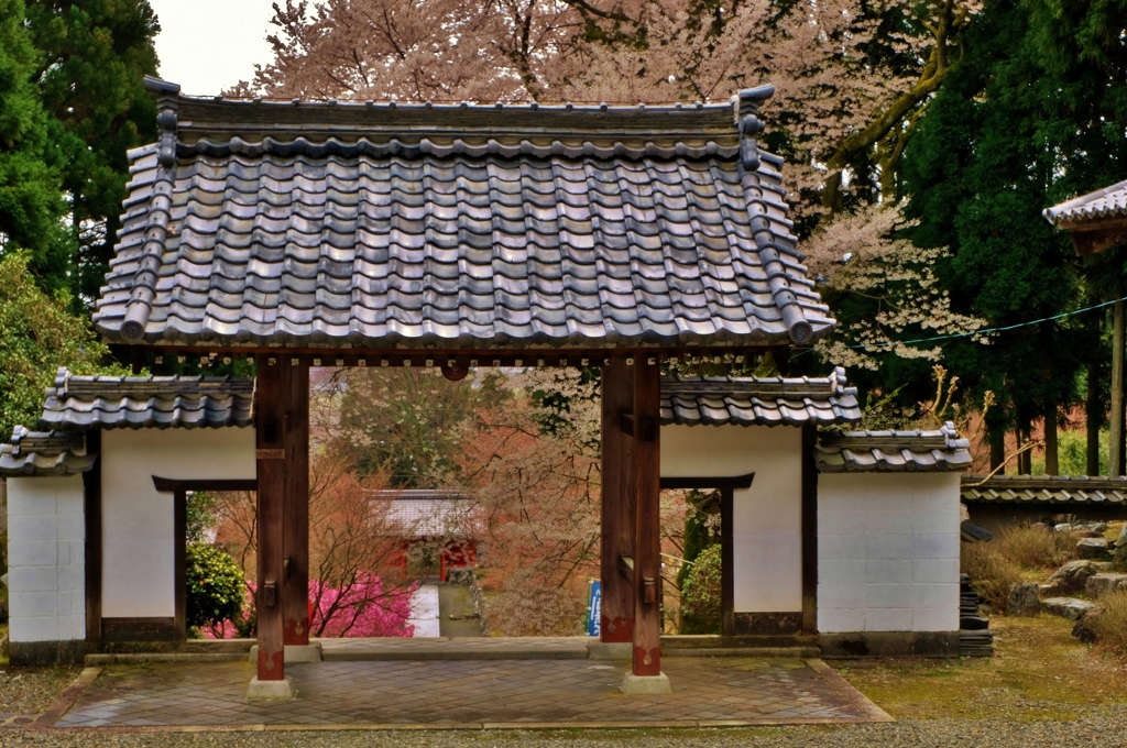 酒波寺山門から朱大門桜