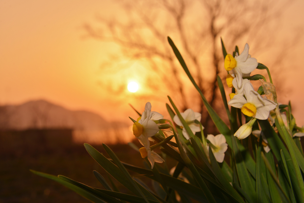 夕暮れに咲く花