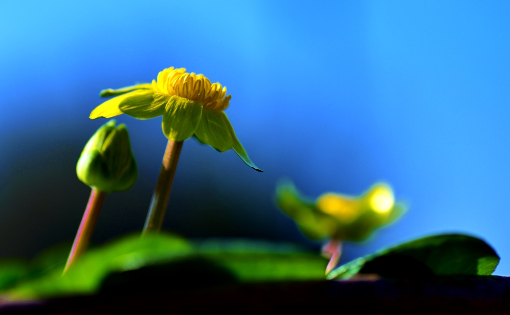 我が家の春告げ花 ・リュウキンカ