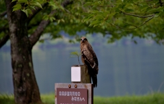 余呉湖の案内鳥