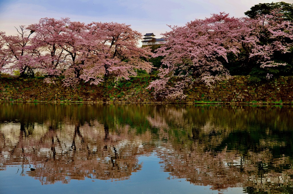 濠桜