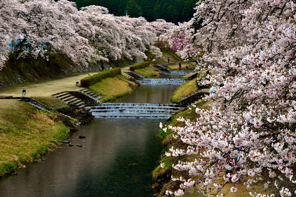 鮎河の桜　5-1