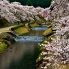 鮎河の桜　5-1