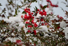 雪南天