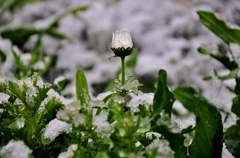 我が家の春雪花　Ⅰ