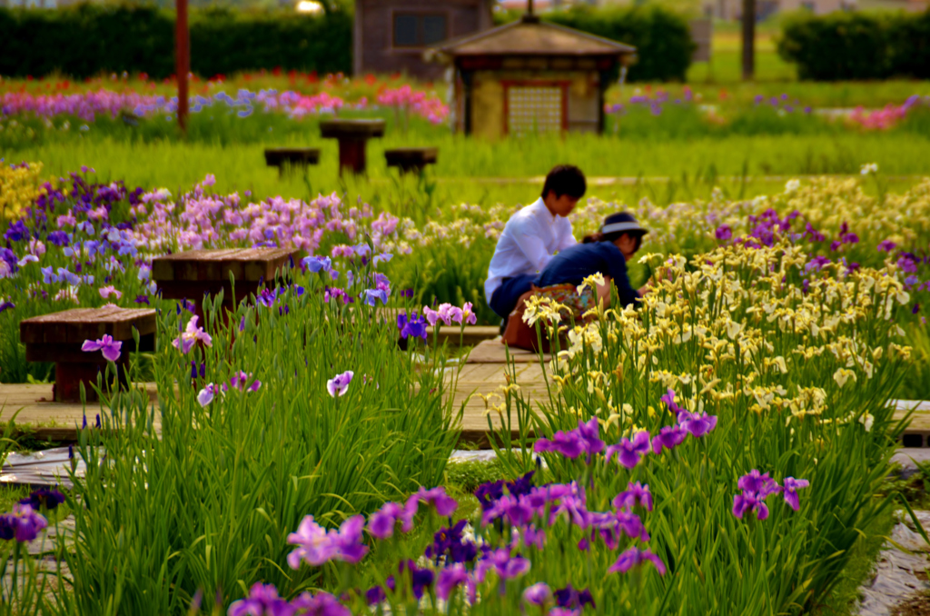 新旭花菖蒲園