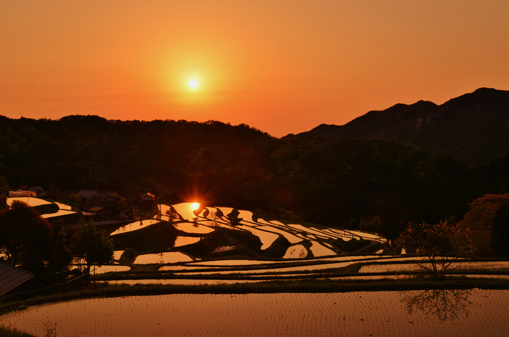 棚田の朝の陽光