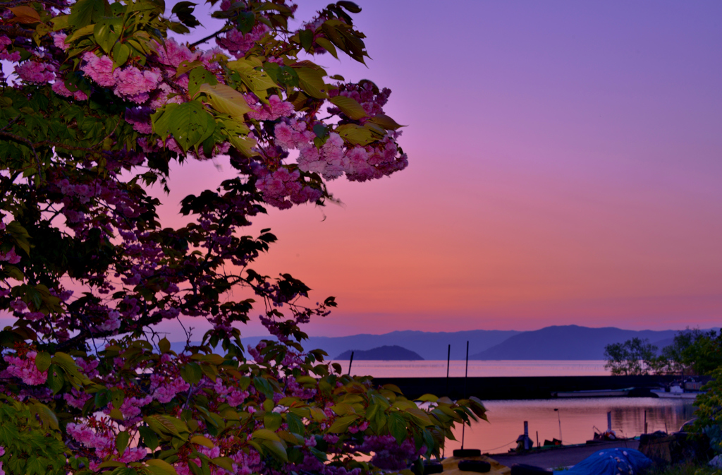 夕暮れの八重桜