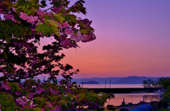 夕暮れの八重桜