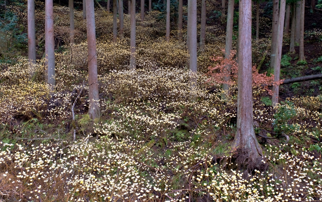 森のミツマタ