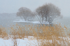 雪しまき