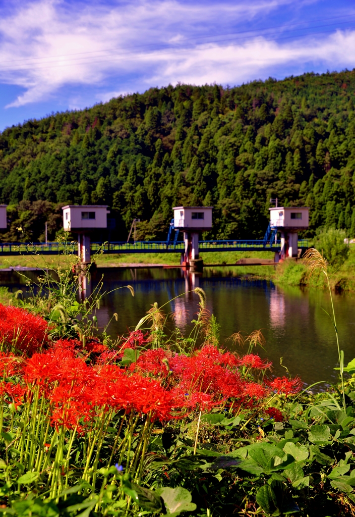 川辺の季節花