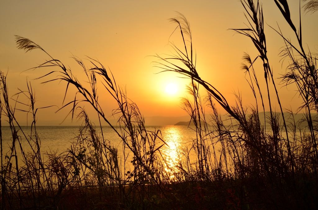 Reed sunset