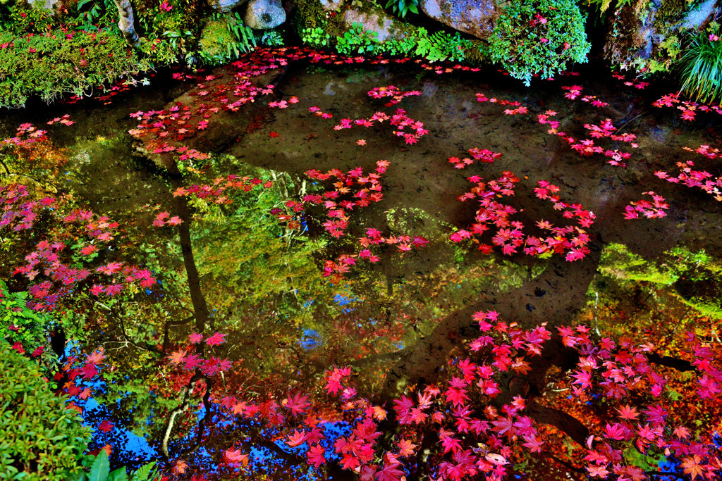 小さな池の秋映