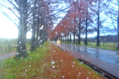 雨滴のメタセコイア並木