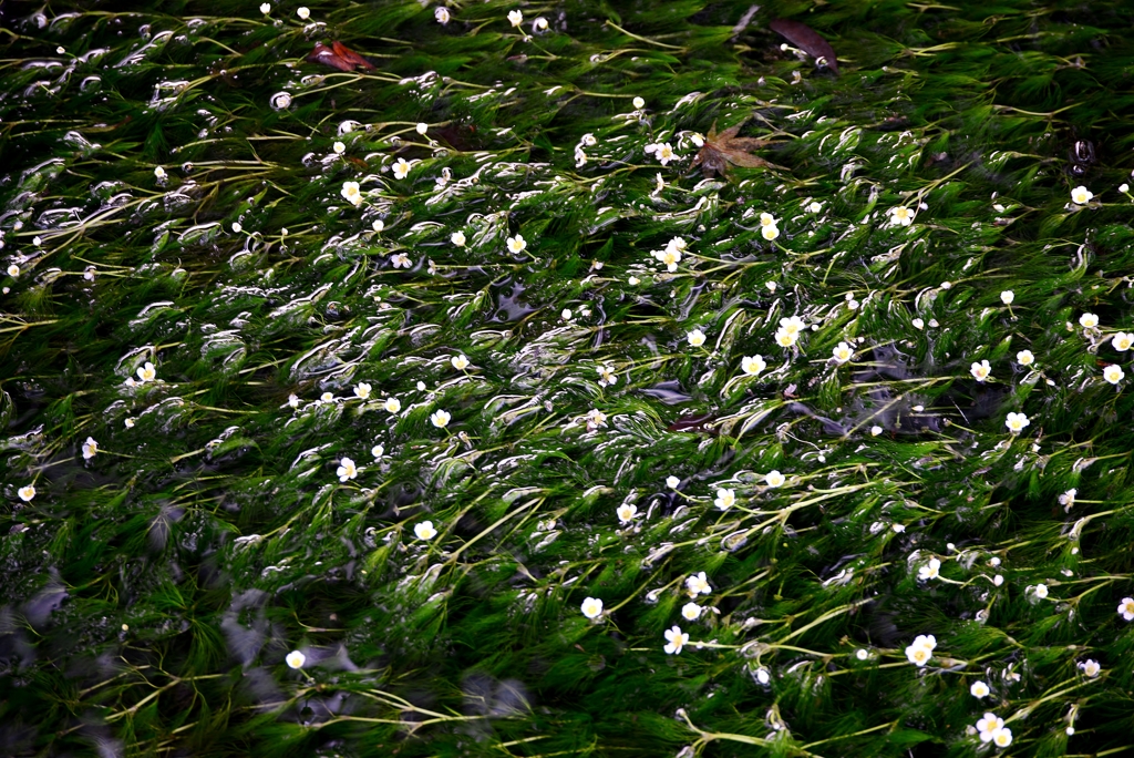 水中花　「梅花藻」