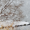 琵琶の風雪