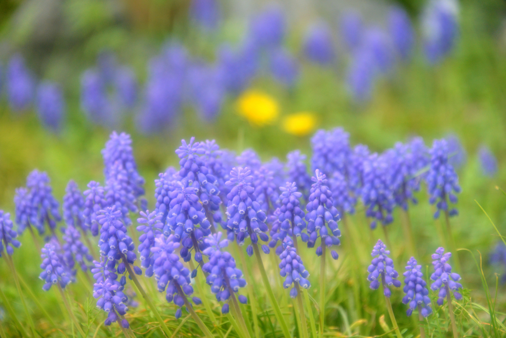 我が家の花　ムスカリ