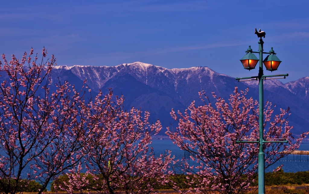 湖国の春・早咲き桜と残雪の比良