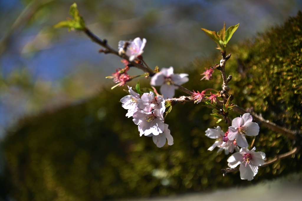 彦根城に咲く二期桜