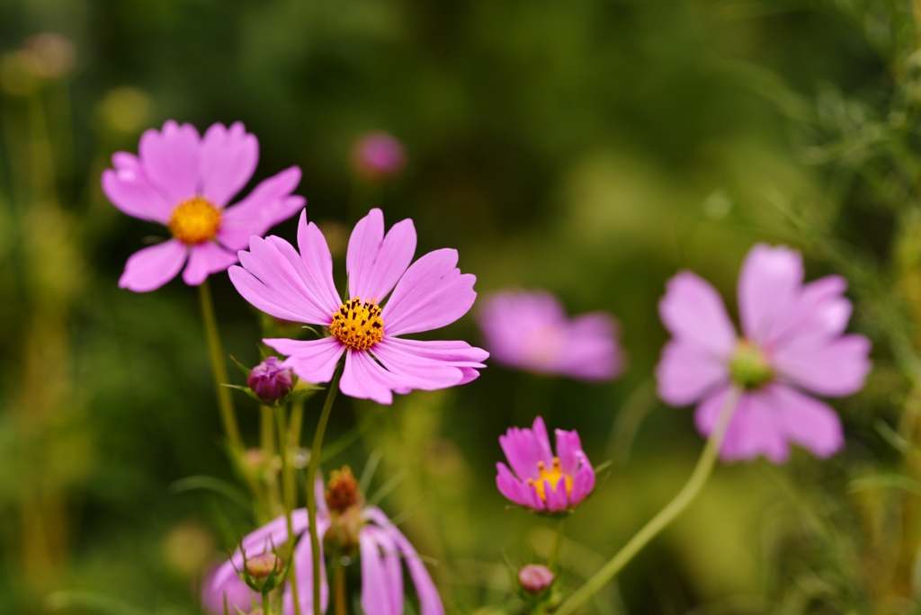 秋桜