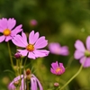 秋桜